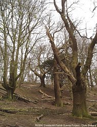 Tree pruning at Piper